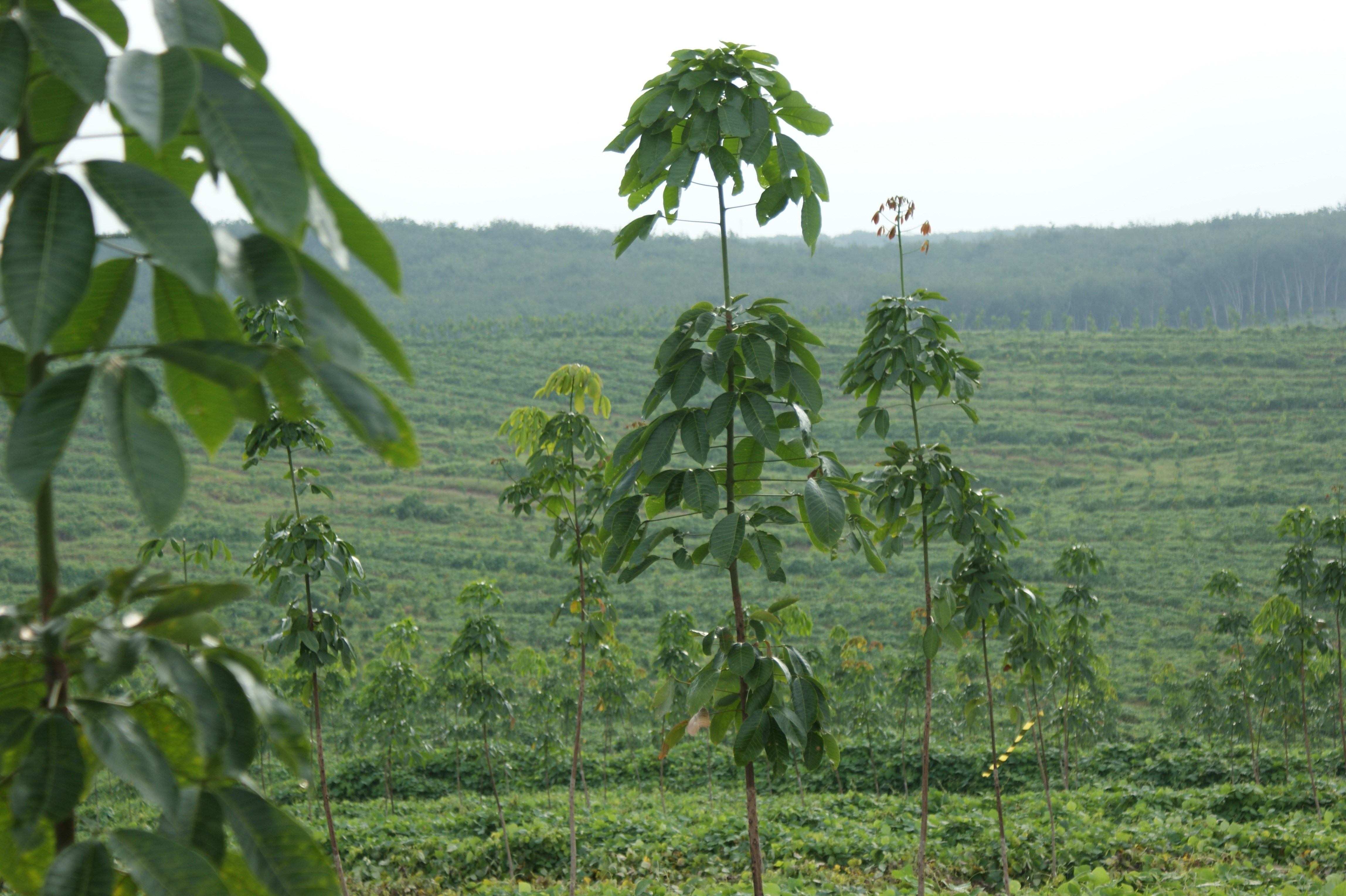 Rubberplantage 2.JPG