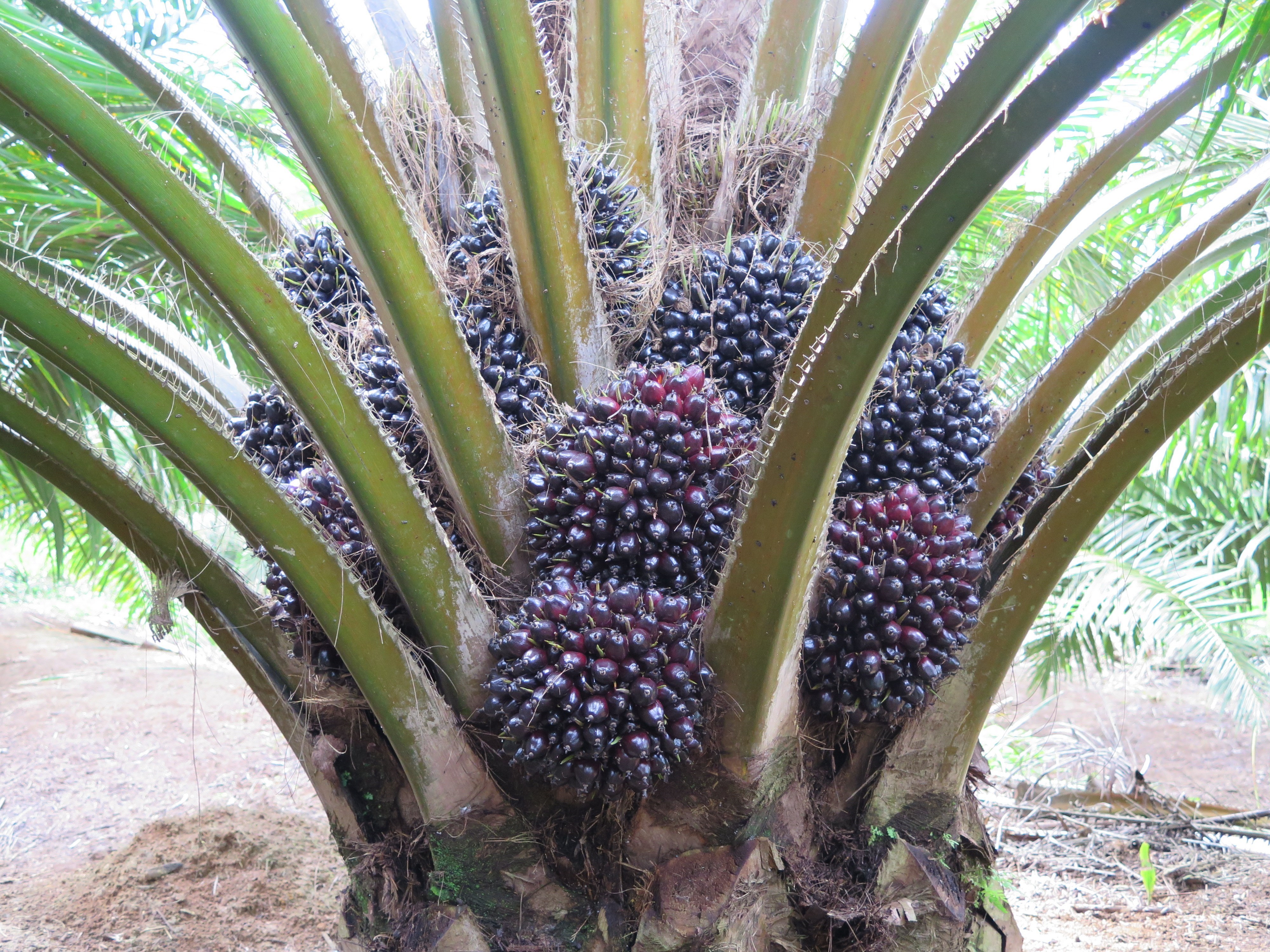 palm bunches on tree.JPG