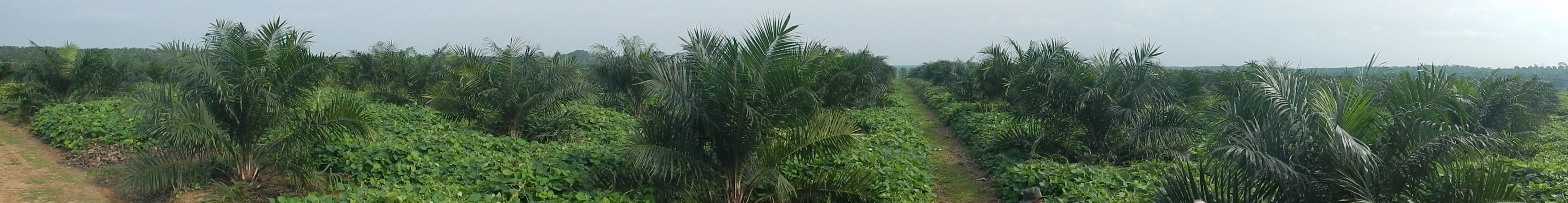 panoramic PO young plantation.jpg