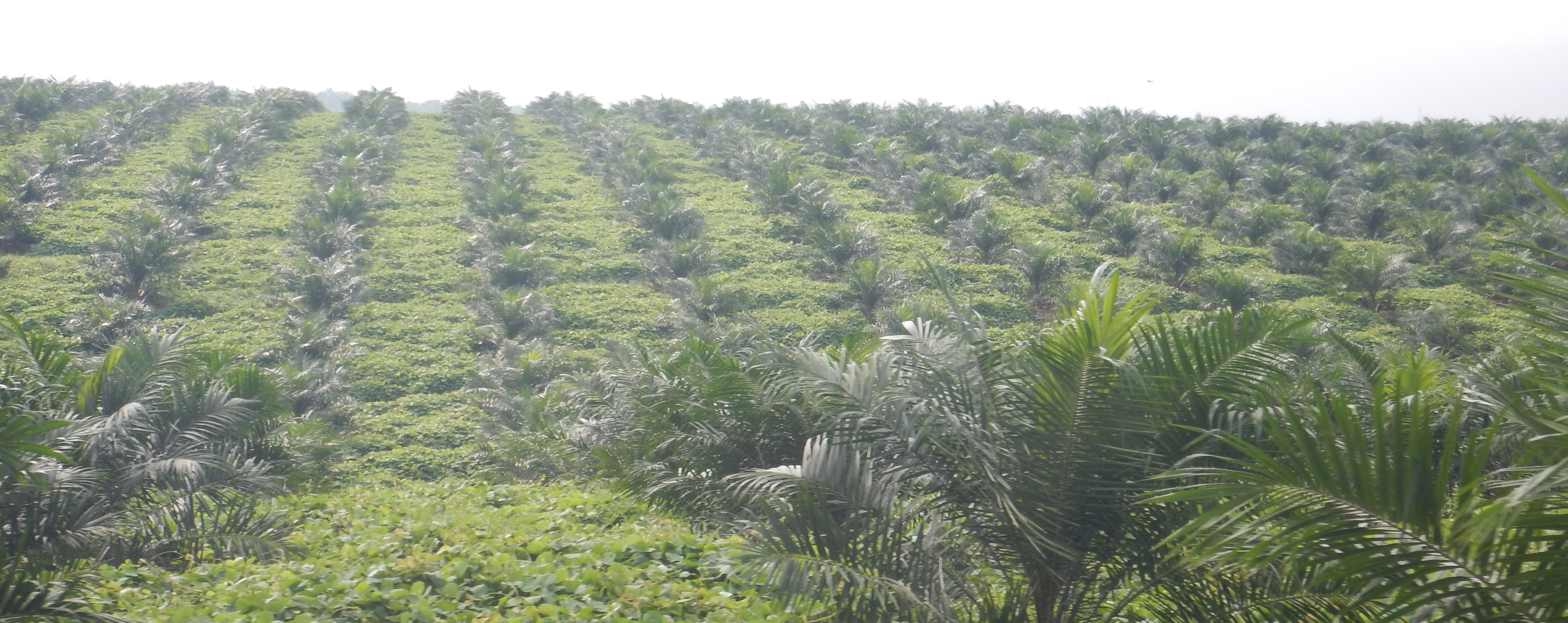 young PO planted low hill.jpg