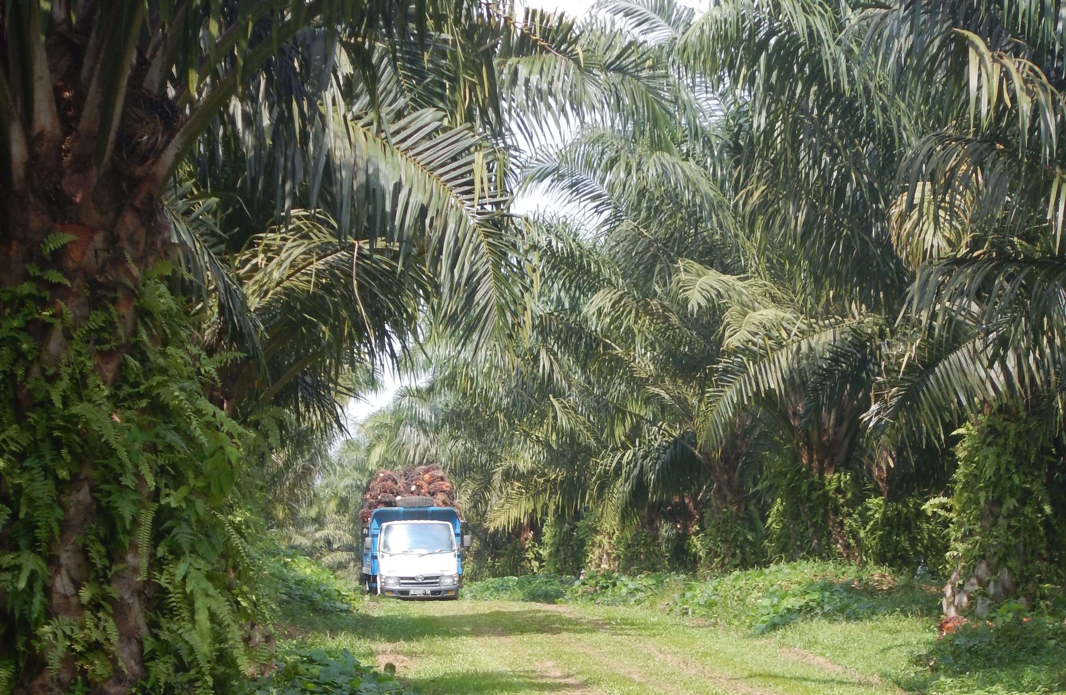 OP truck loaded on a plantation road.jpg