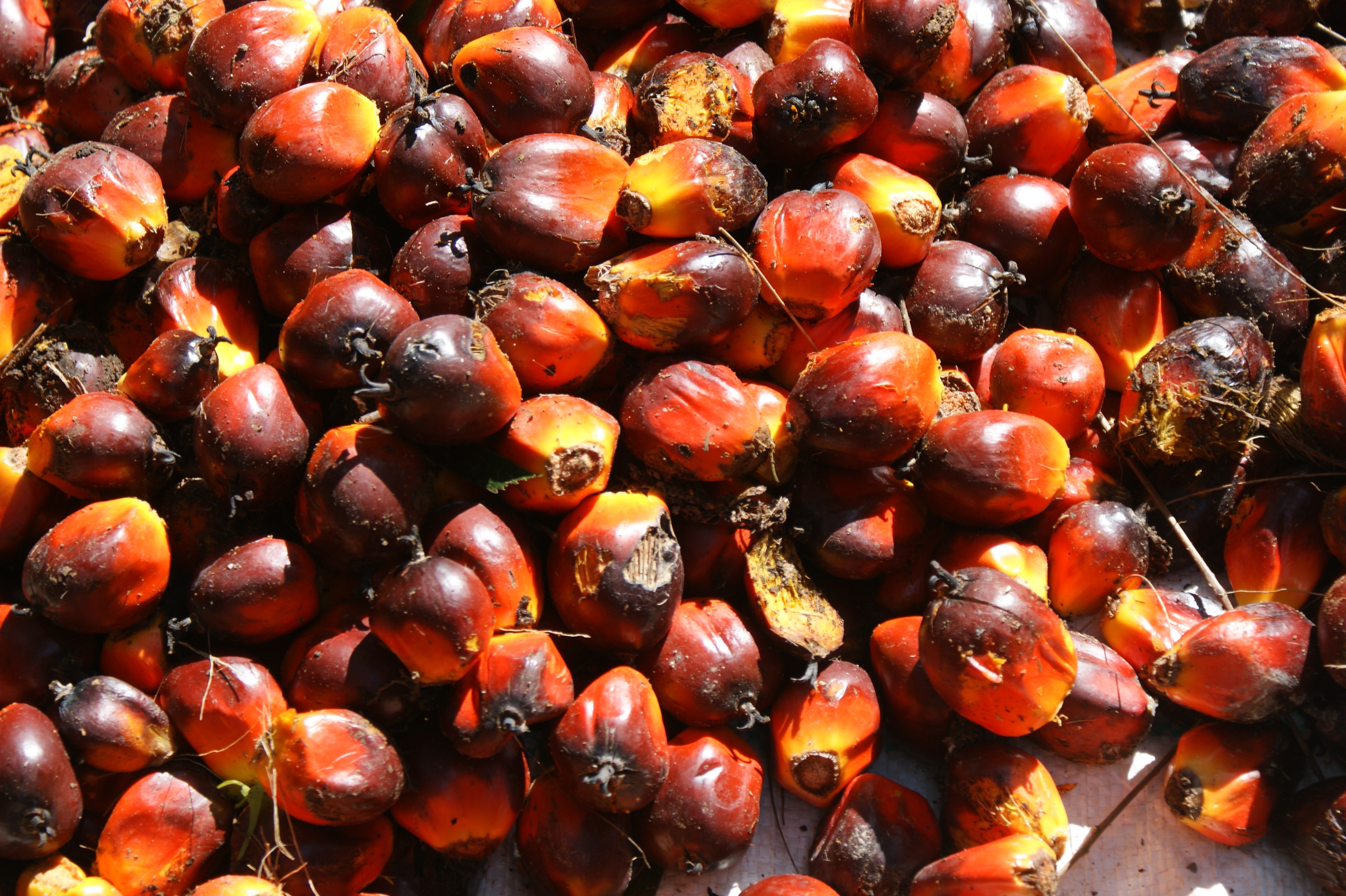 palmvruchten los.JPG