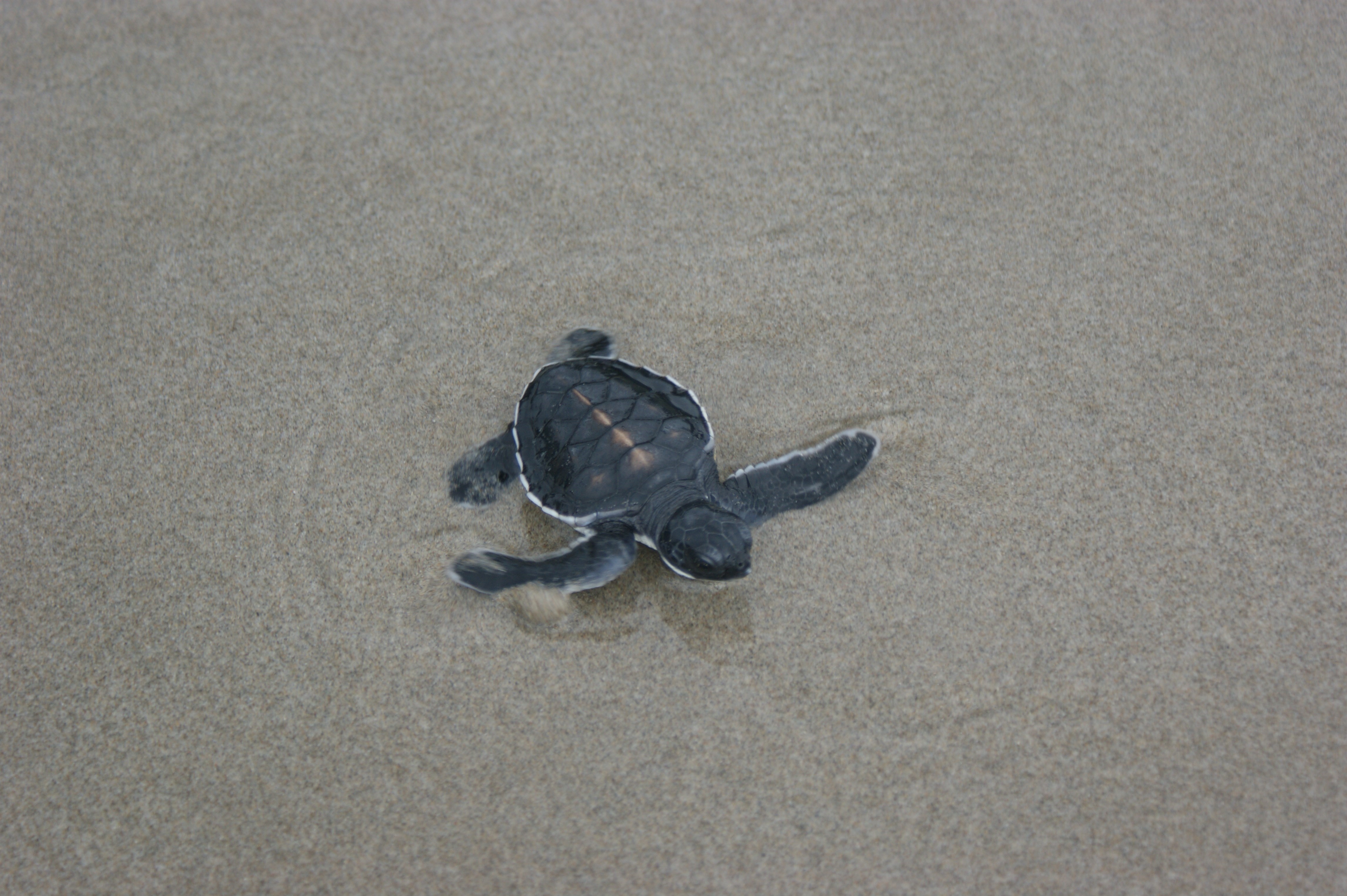 Turtle