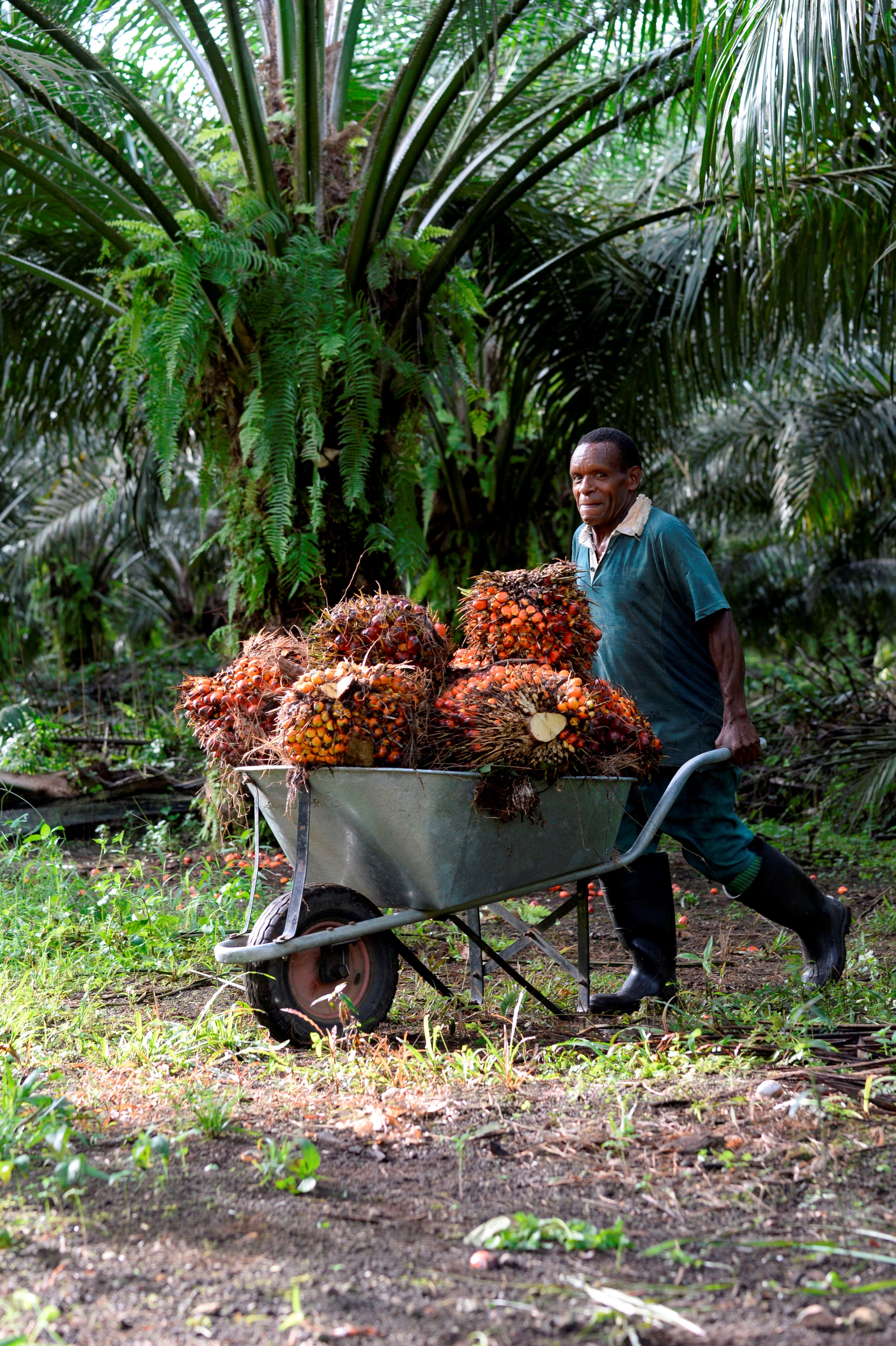 Papua - smallholder.JPG