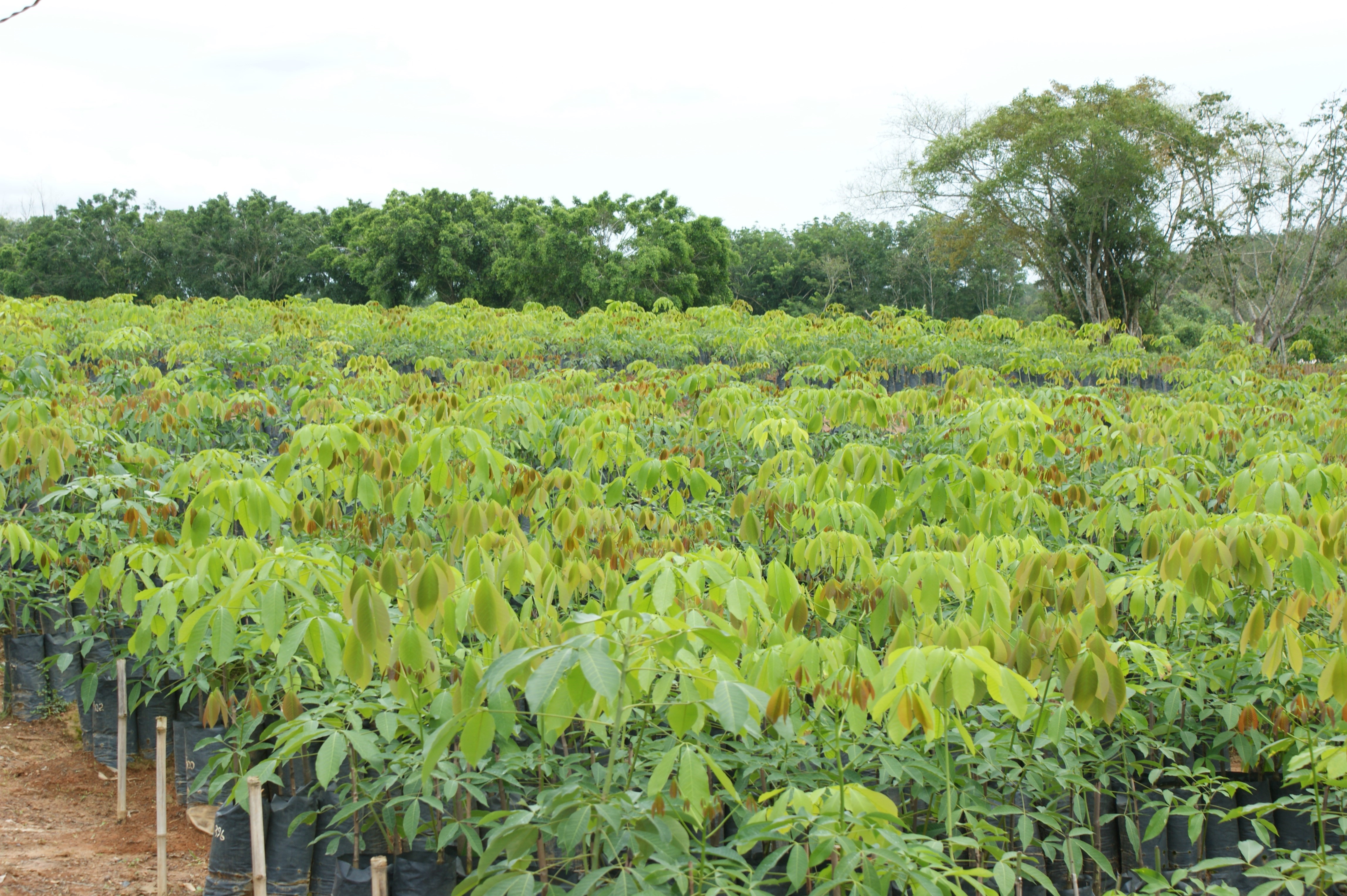 Rubber nursery.JPG