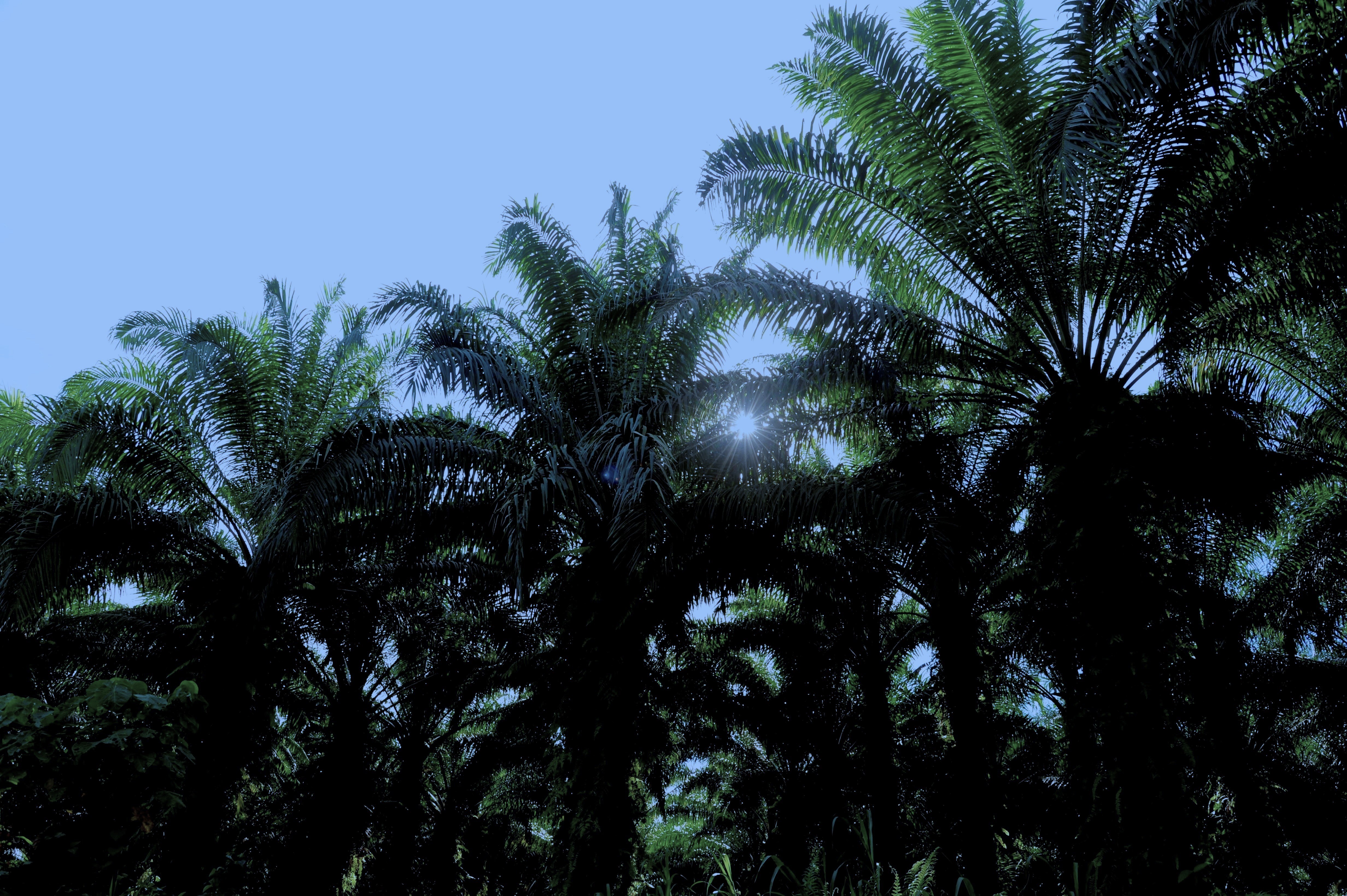 Mature oil palms.JPG