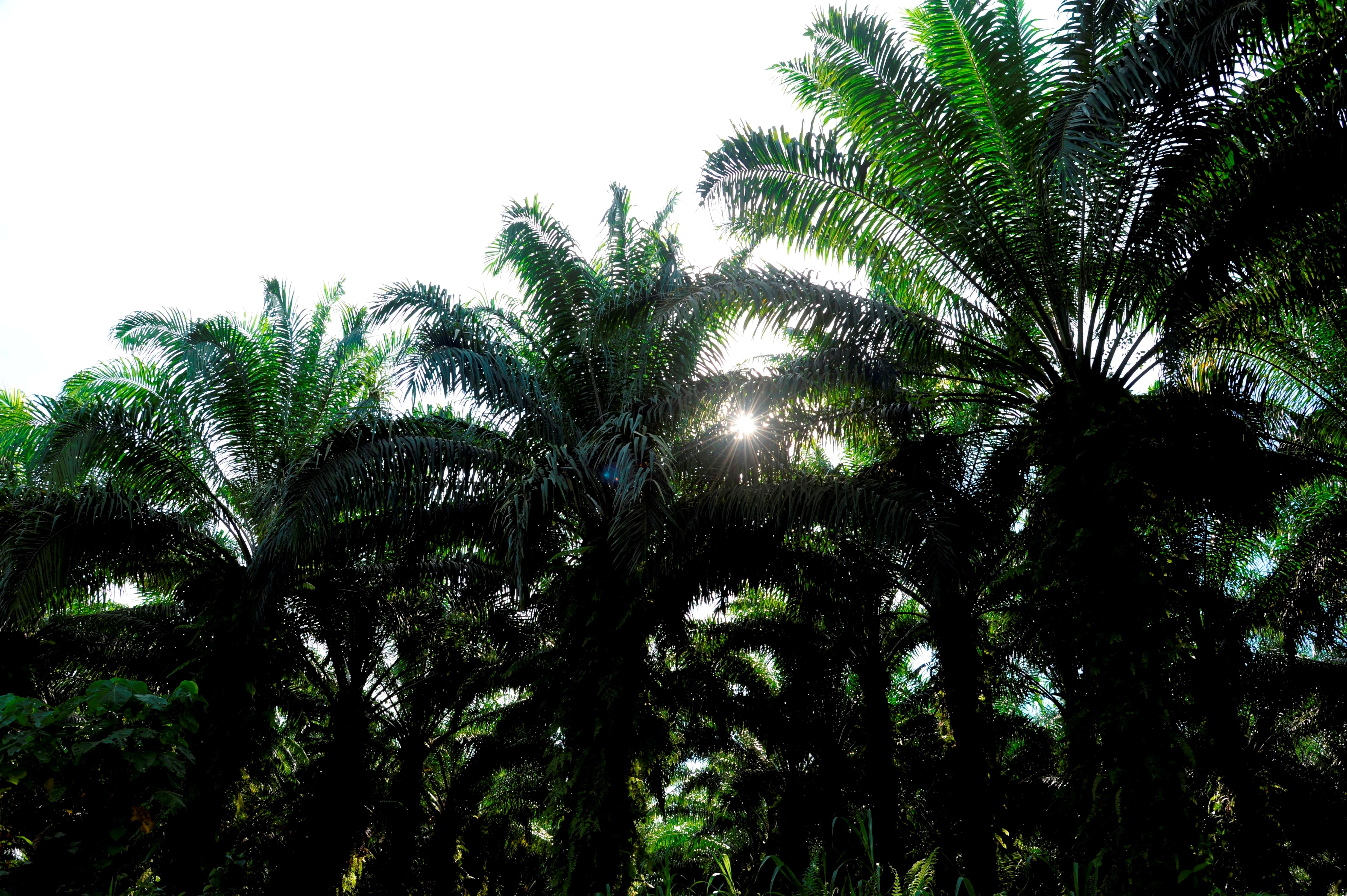 Mature oil palms.JPG