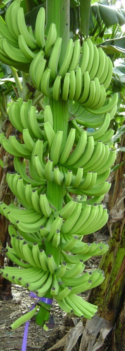 immature Banana Bunch.jpg