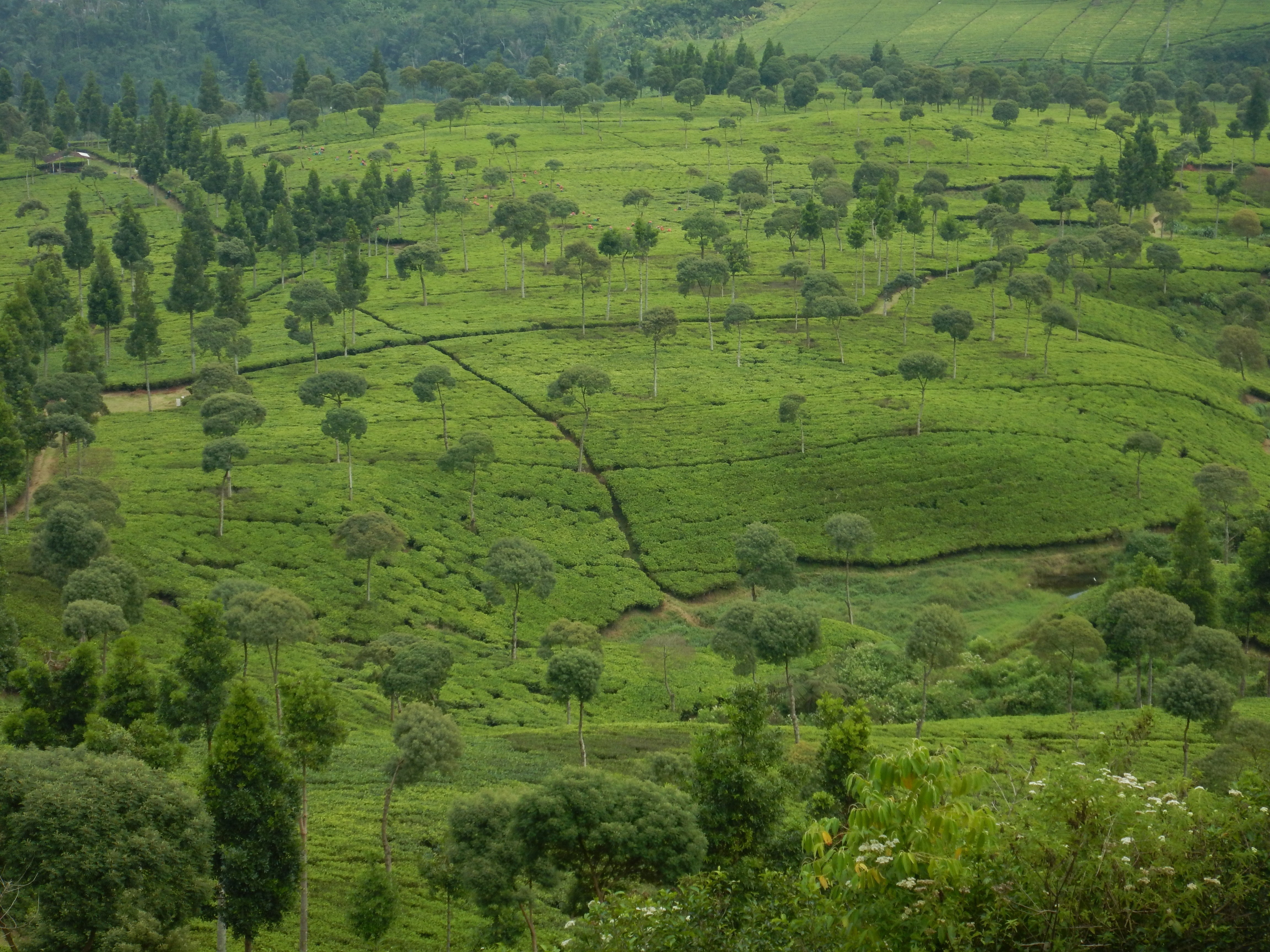Tea aerial view.JPG