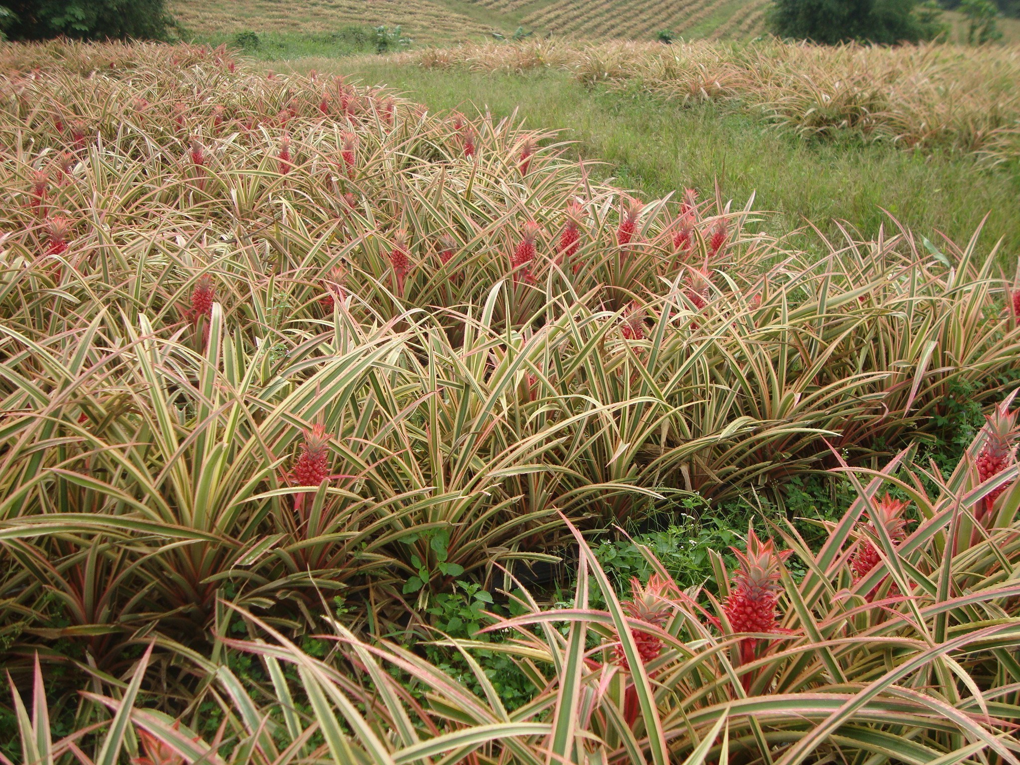 pineapple flowers field.JPG