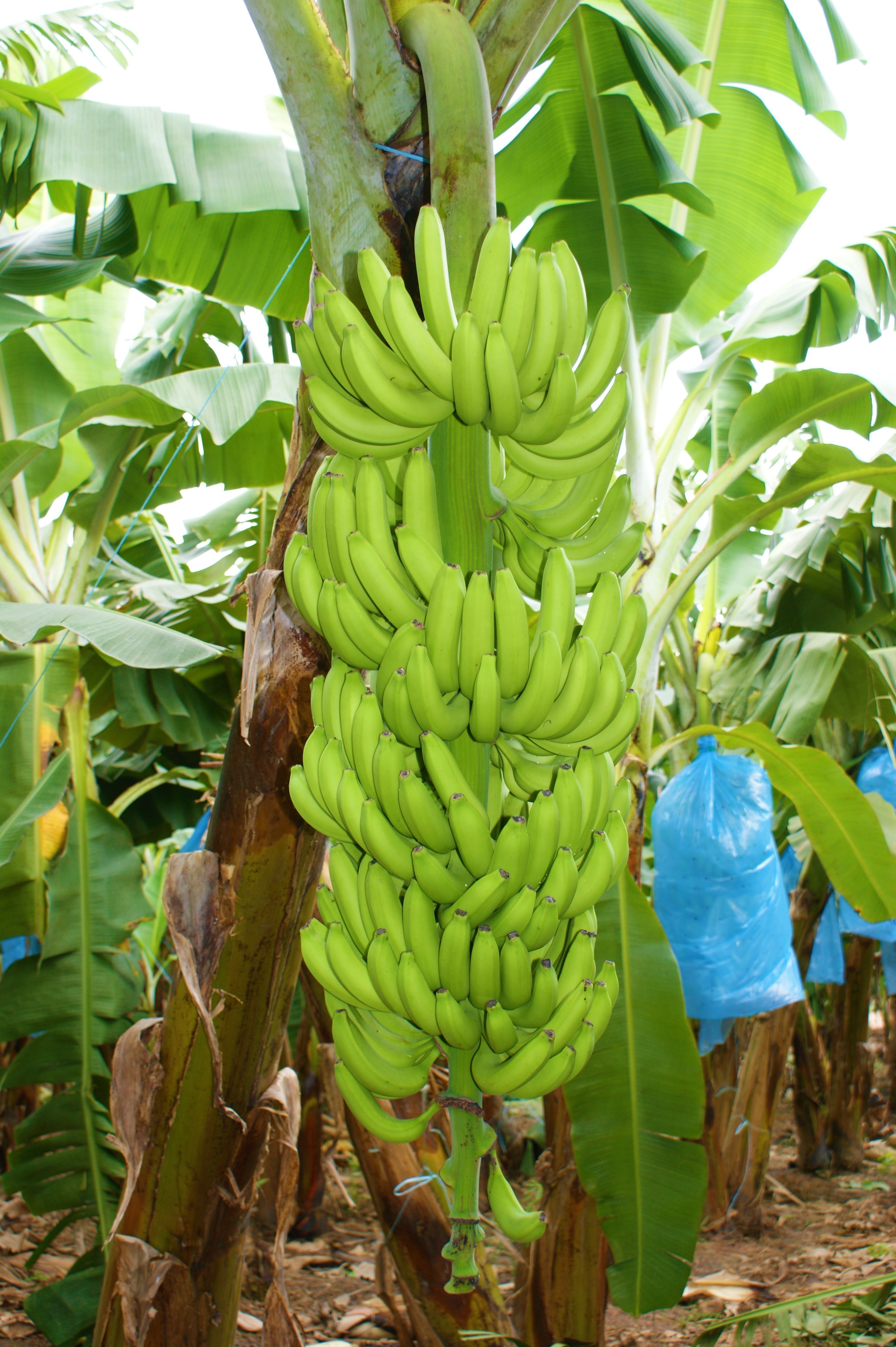 2016_bananen 2.JPG (1)