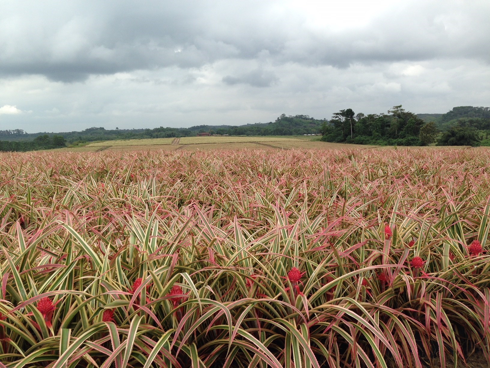 IMG_0374 pineappleflowers plantation.JPG