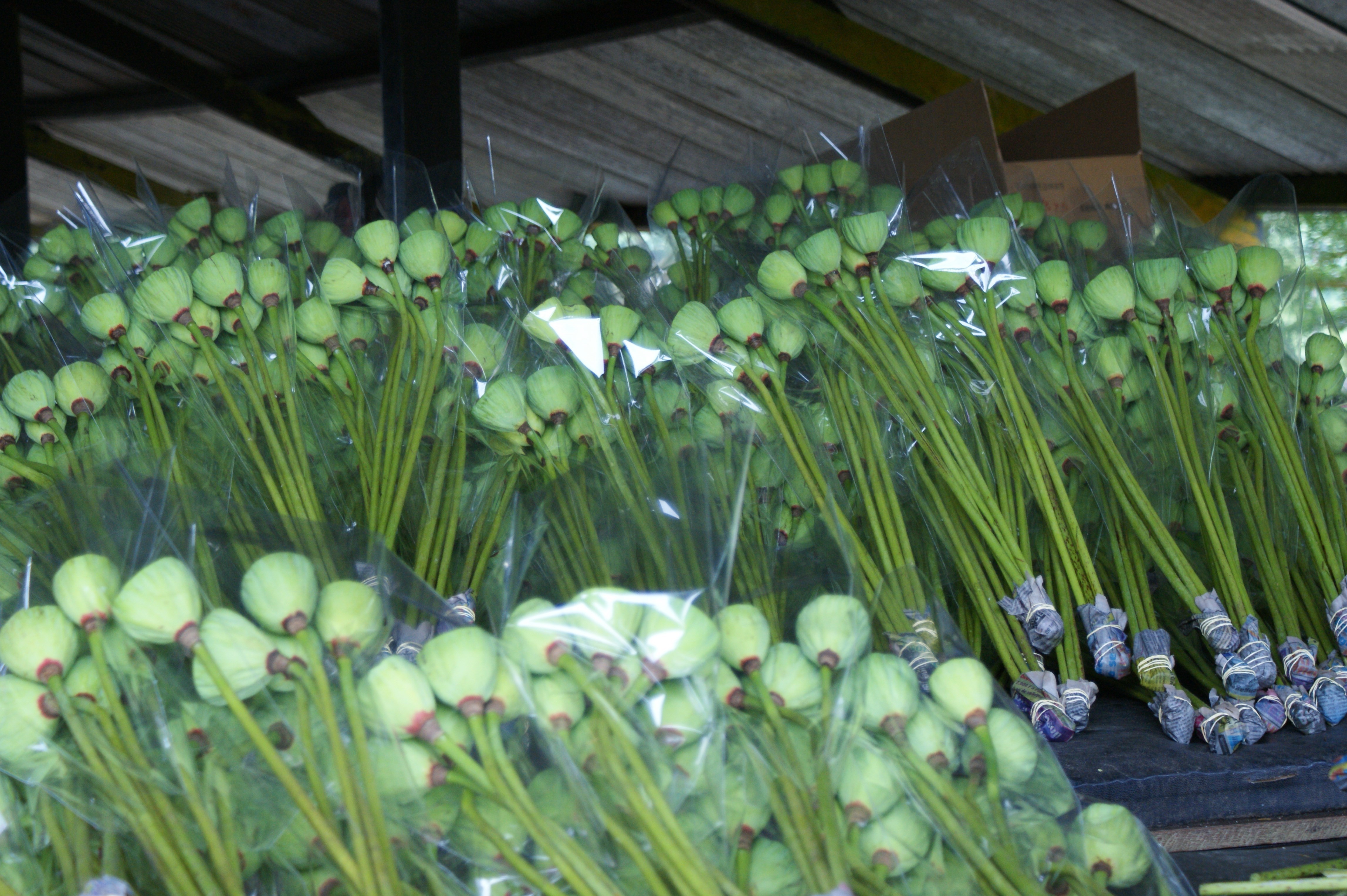 lotusbloemen.JPG