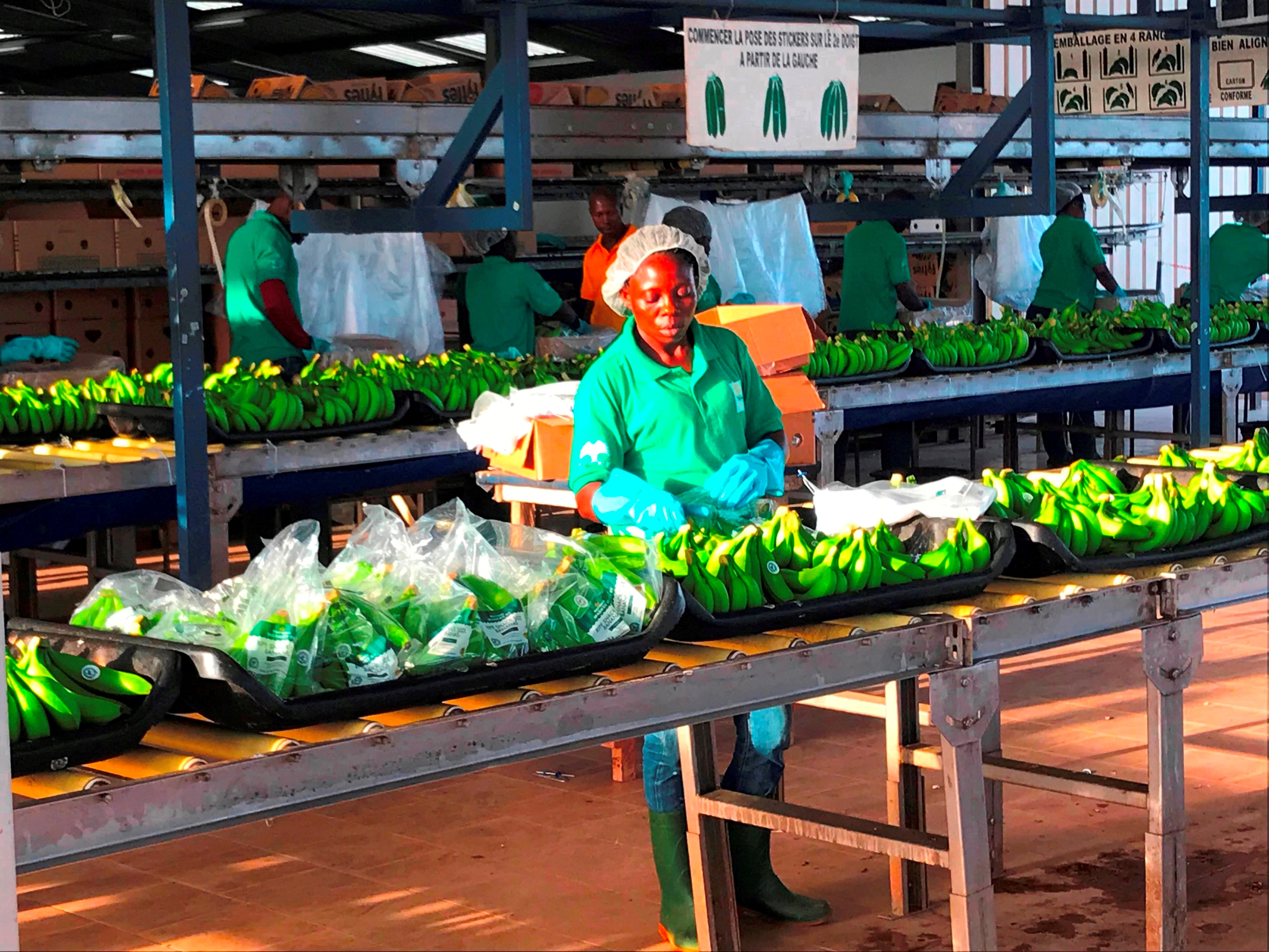 IMG_2349 bananas on trays.JPG
