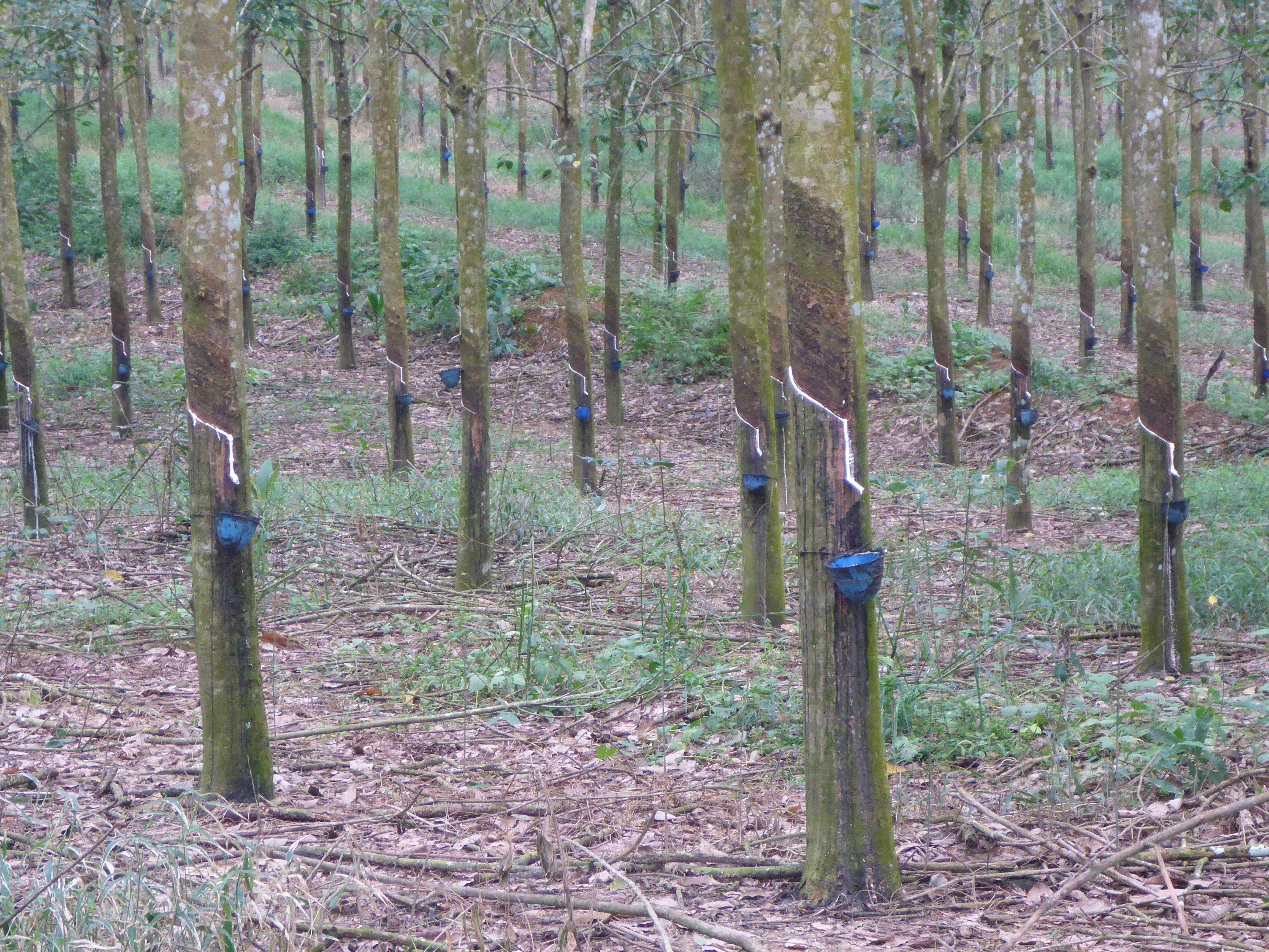 P1040279 tapped rubber trees.JPG