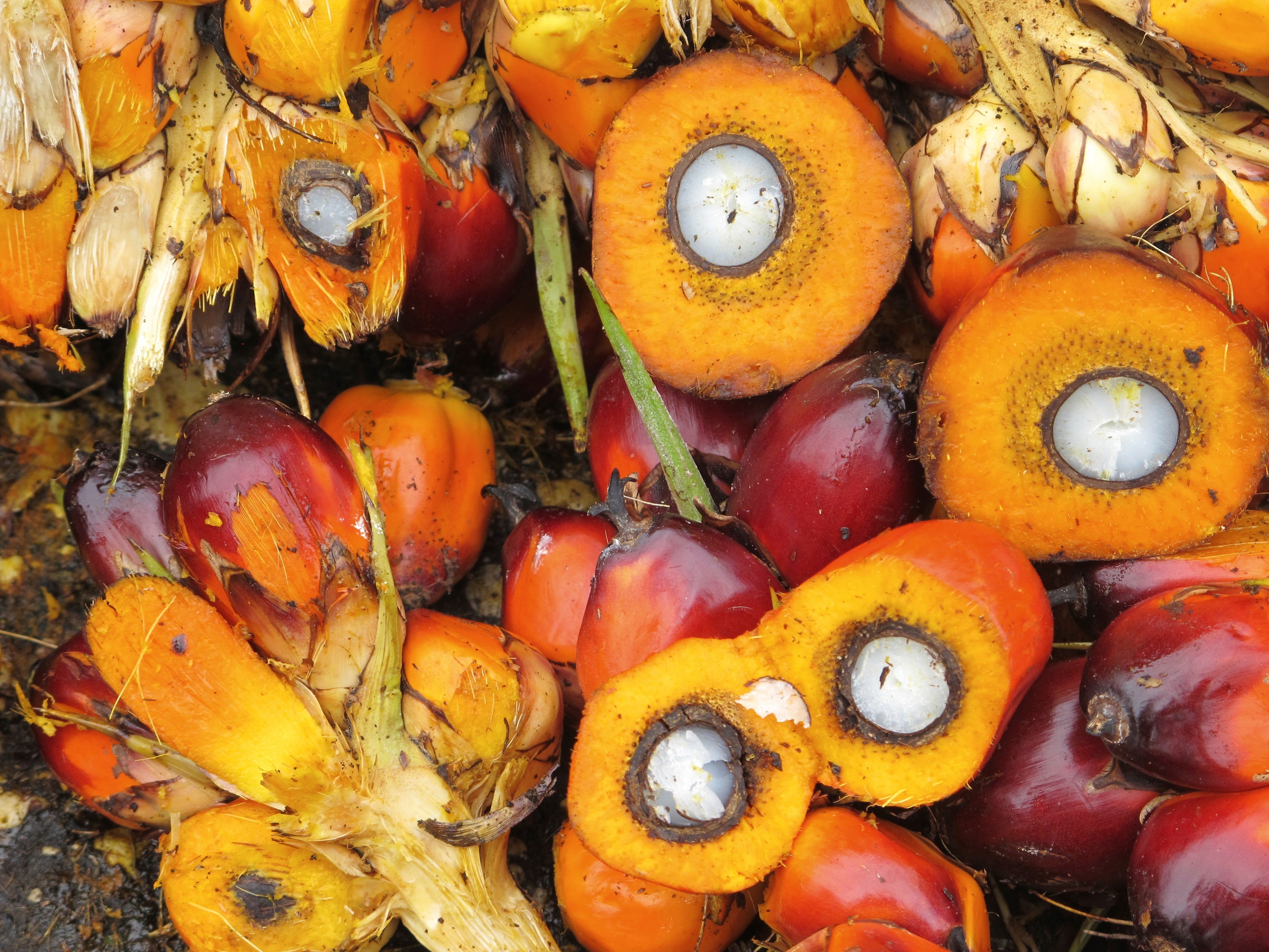 Palmfruits.jpg