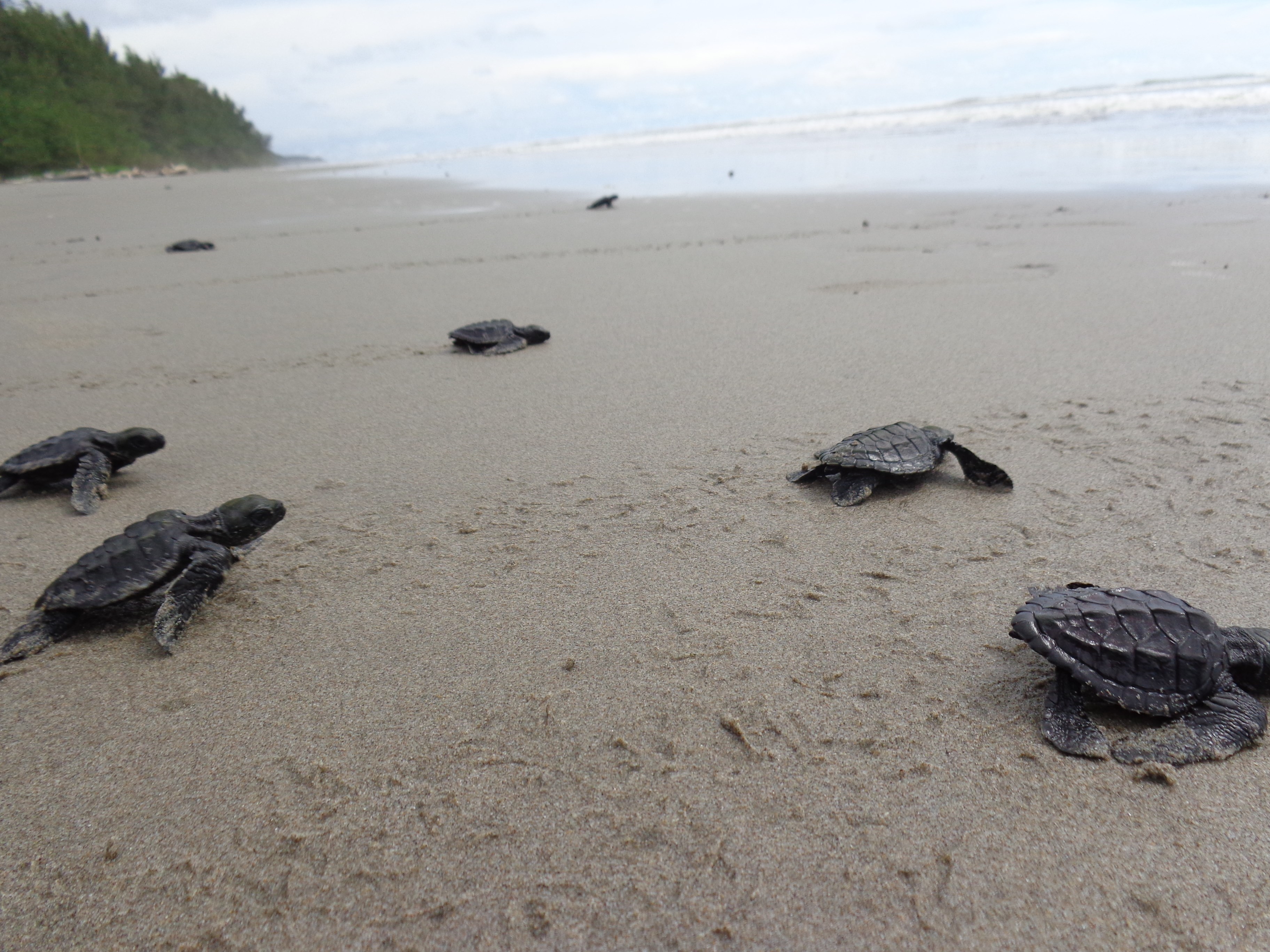 Turtles.JPG