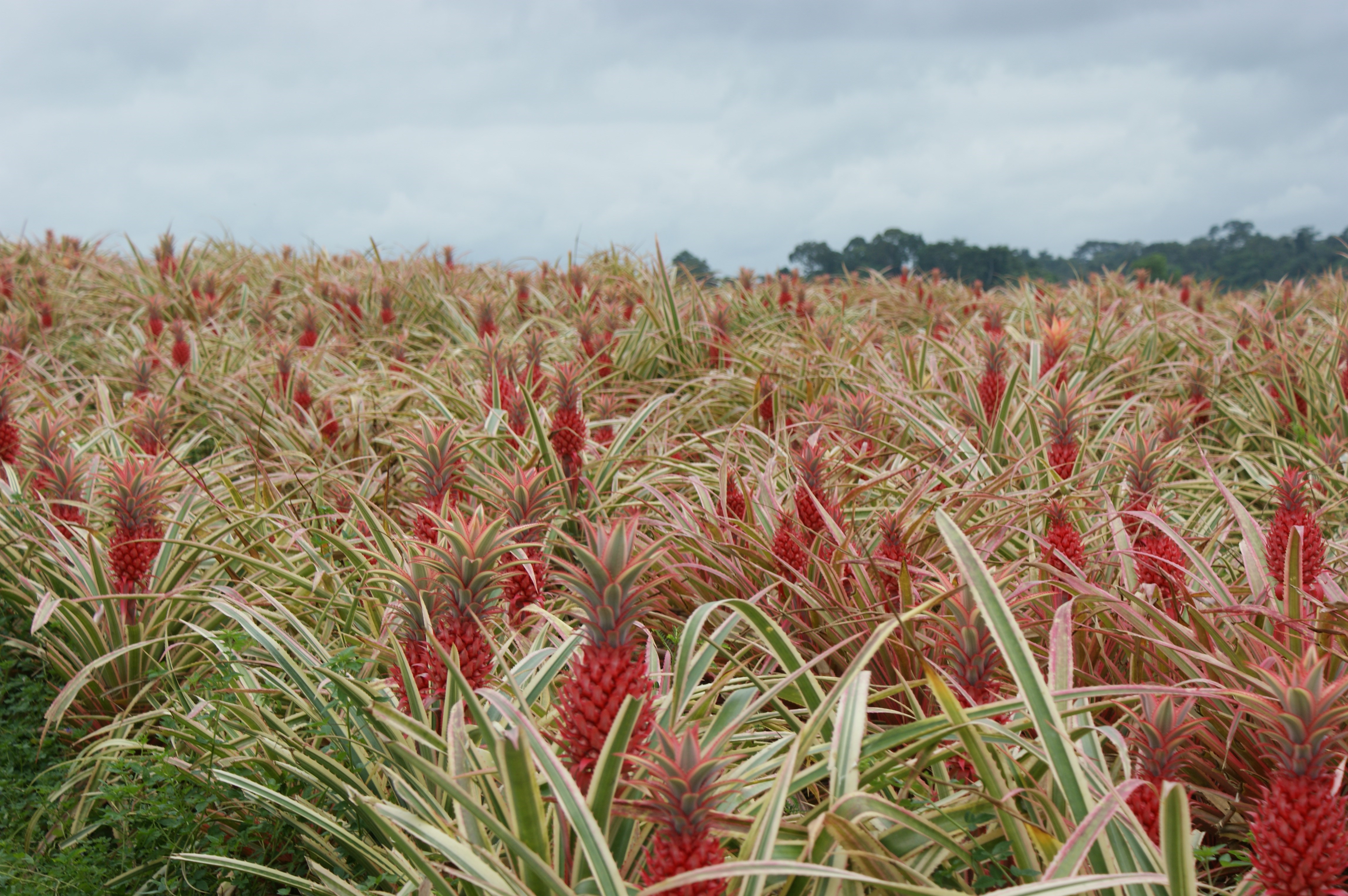 2018 - p 92 Ananasbloemen op veld pag 92.JPG