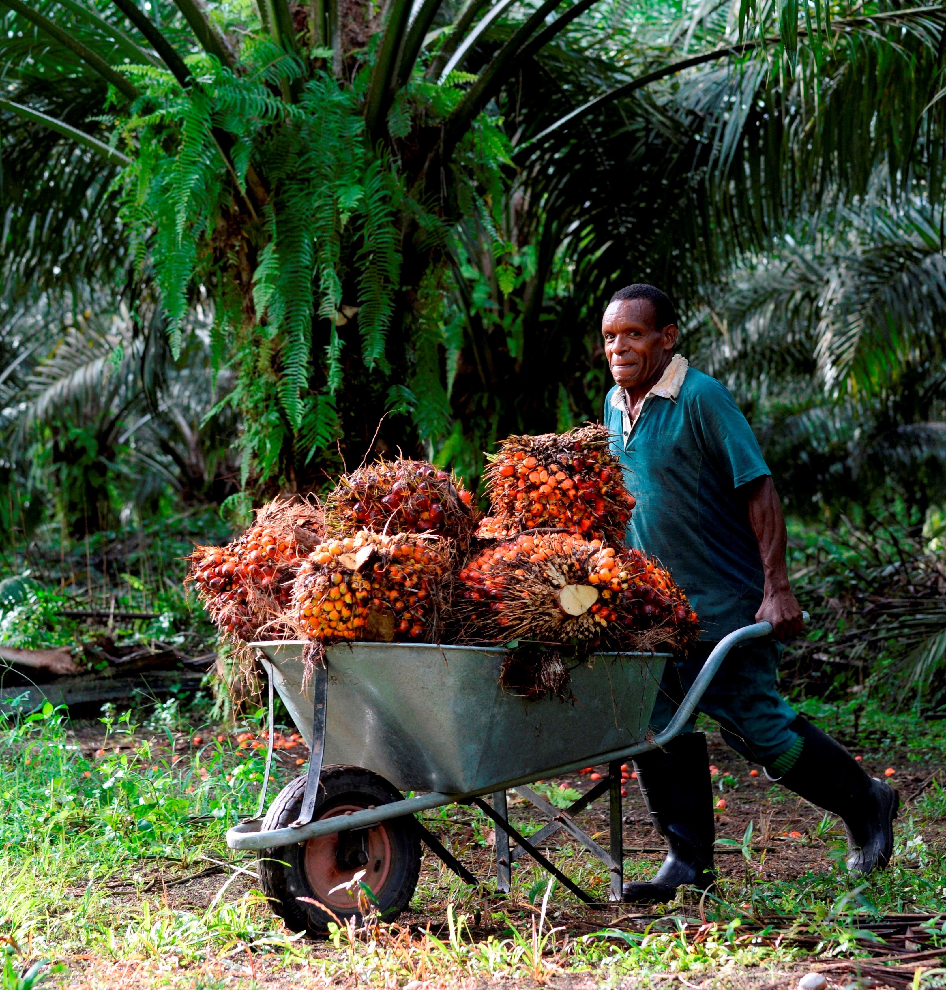 papua-smallholder (narrow).jpg