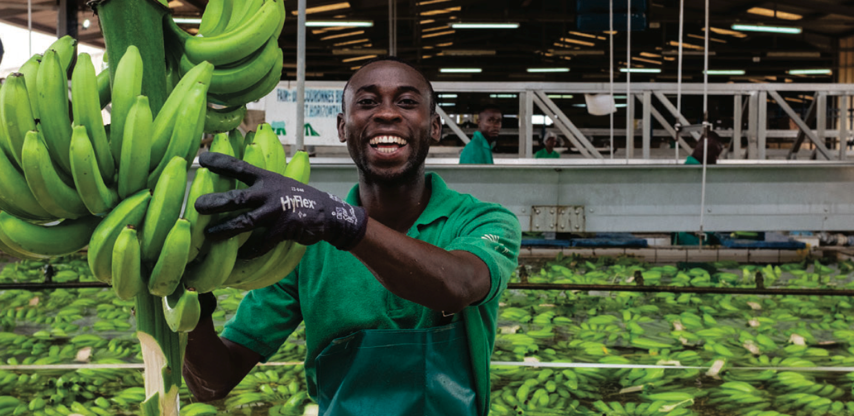 Cote d'Ivoire - male banana plantation employee in processing plant.png