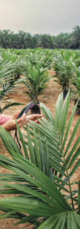 Indonesia - inspection of nursery oil palm leaf health .png