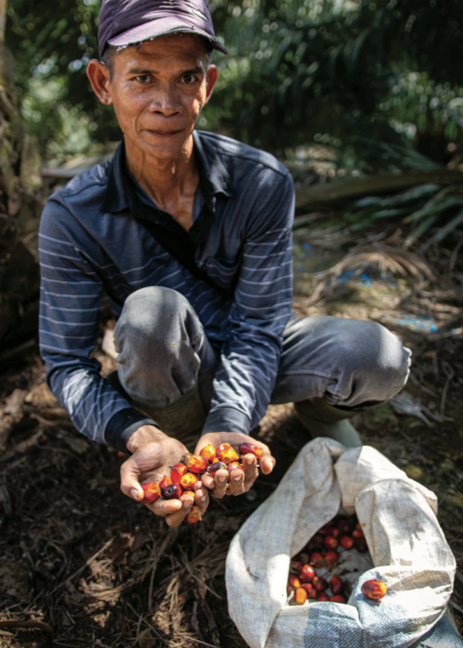 Indonesia - male harvester holding oil palm fruit in hands.png