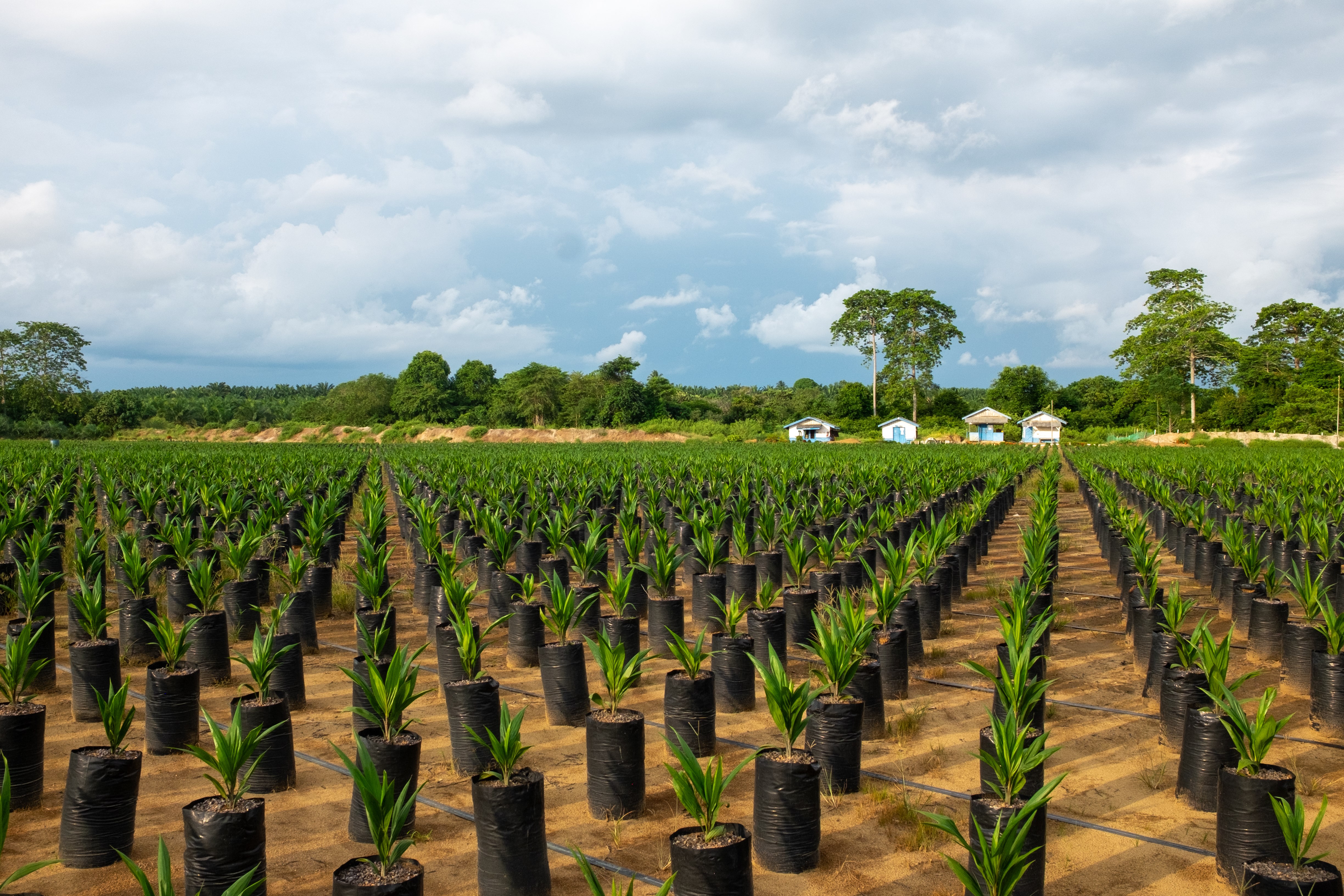 Indonesia - Oil palm nursery.jpg
