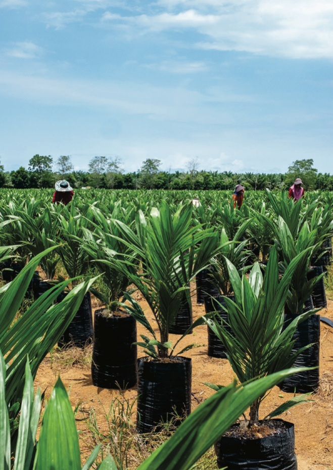 Indonesia - oil palm nursery.png