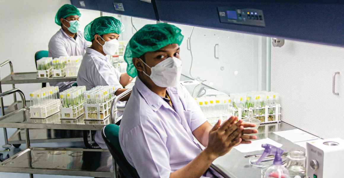 Indonesia - oil palm seedline laboratory.png
