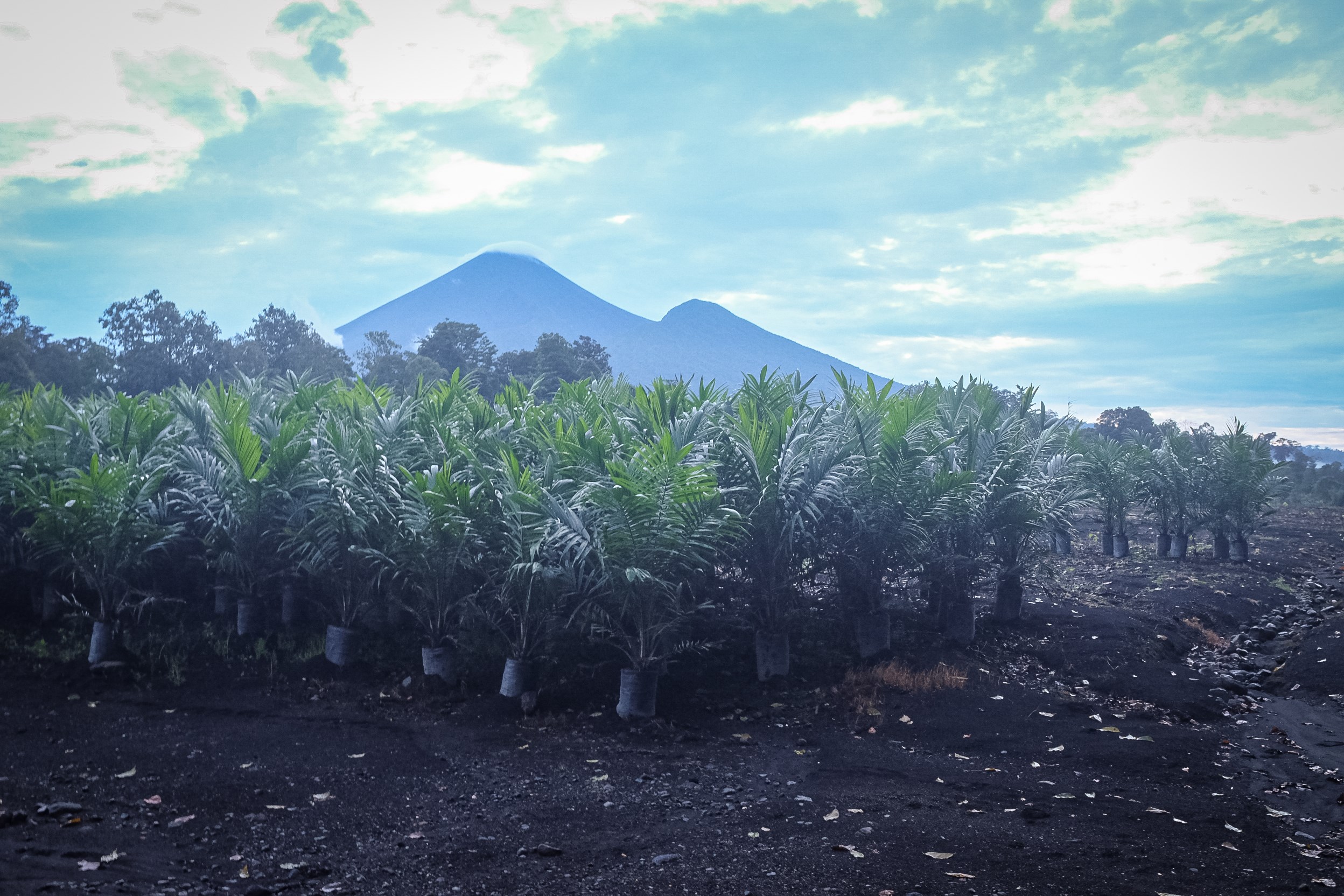 PNG - oil palm nursery.jpg